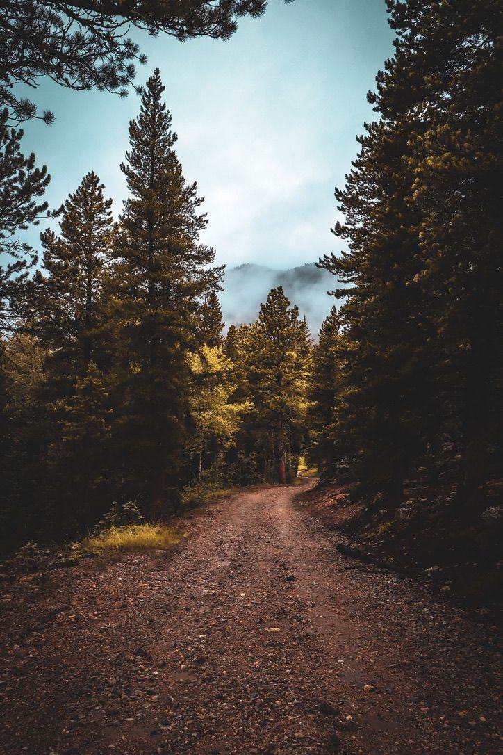 Forest trail, Colorado